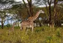 4 Day Great Rift Valley Lakes Safari in Kenya