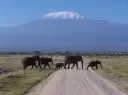 8 Day Amboseli, Tsavo, and Mombasa Safari Tour in Kenya