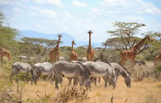 4 Day Samburu and Lake Nakuru in Kenya