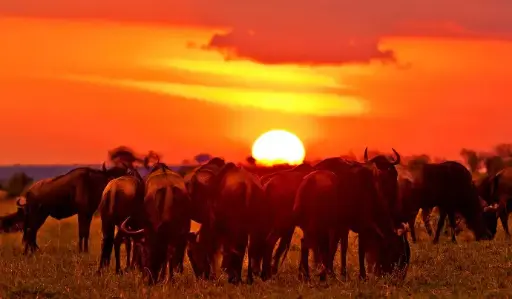 4 Day Mara and Nakuru Safari in Kenya